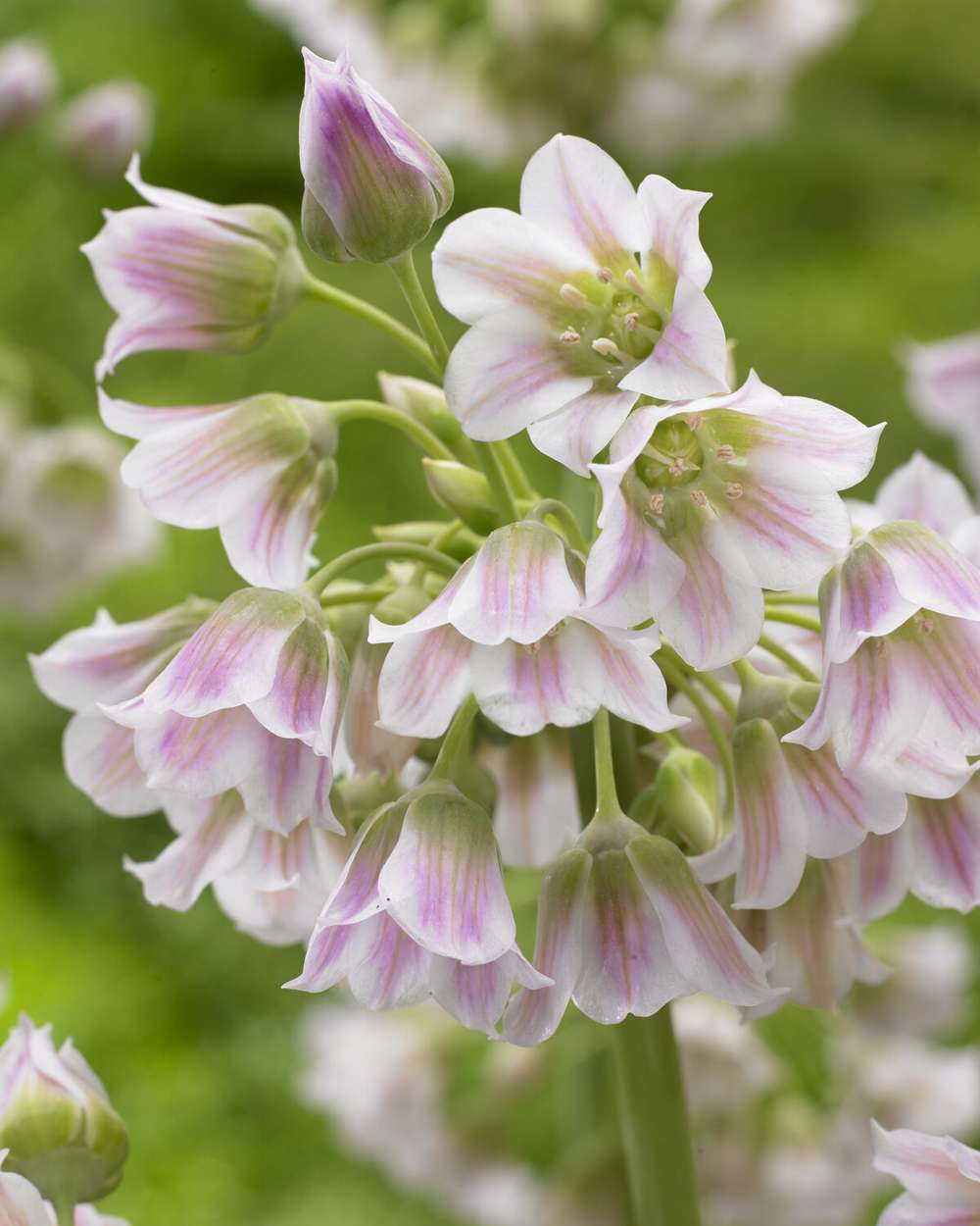 Allium 'Tripedale'